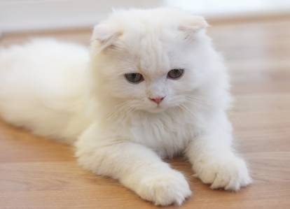 Un jeune Scottish Fold enti&egrave;rement blanc