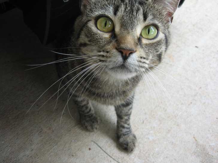 Pedro - Femelle (6 ans)