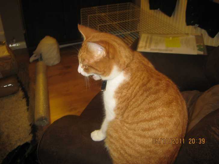 Polly - Femelle (3 ans)