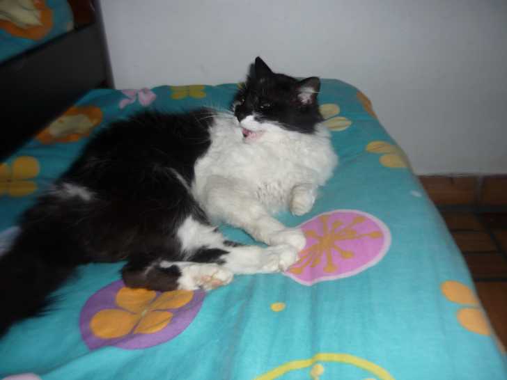 luna - Femelle (6 ans)