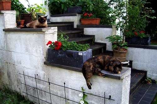 Borreltje /Saartje - Femelle (8 ans)