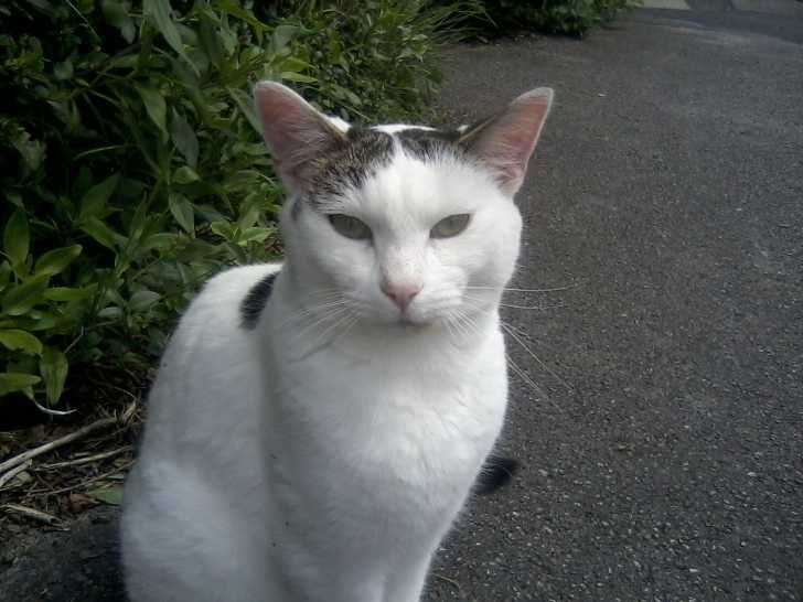 Kitty - Femelle (3 ans)