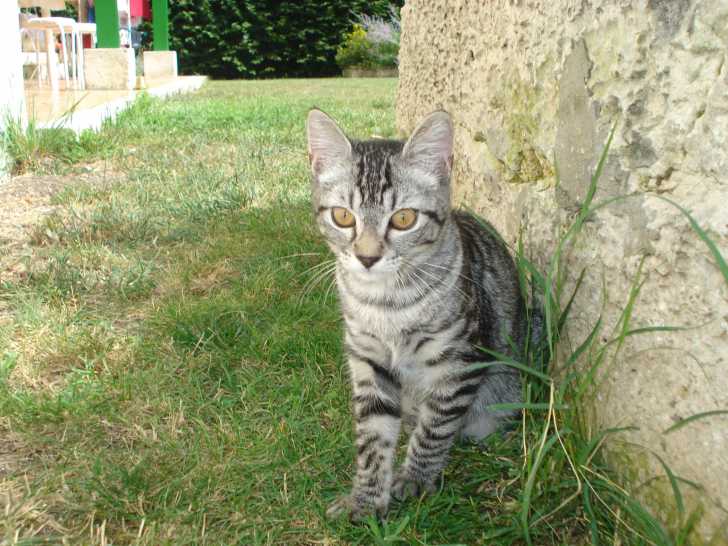 chipie - Femelle (4 mois)