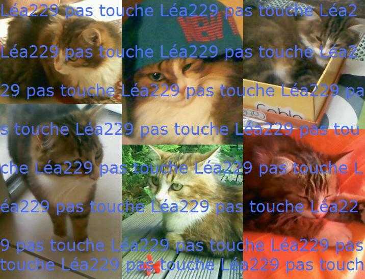 Myra - Femelle (3 ans)