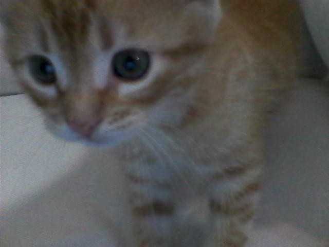 Tommy - Mâle (2 mois)