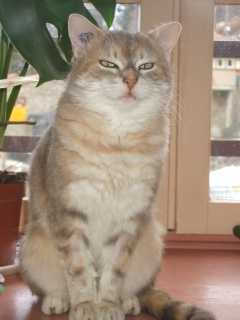 Miss - Femelle (4 ans)