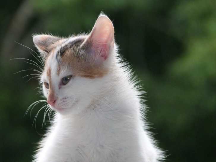 Indiana - Femelle (3 mois)