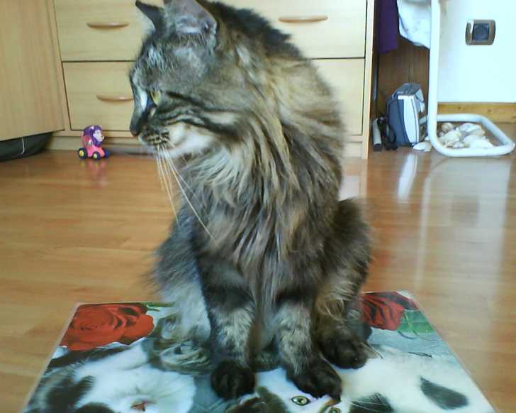 Frimousse - Femelle (3 ans)