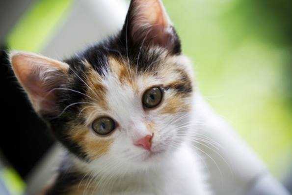 kitty - Femelle (10 mois)