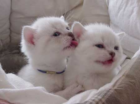 Mes bébés British Shorthair -