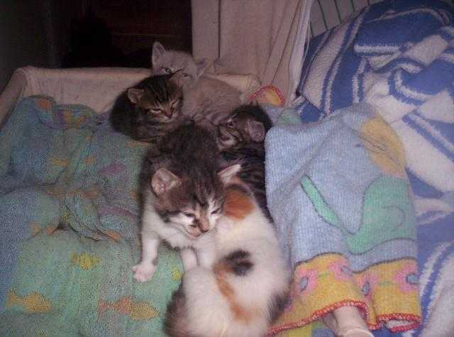 Famille complete de mimi et tétine -