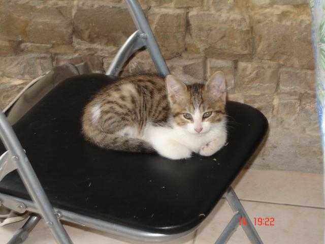 pirate le piti fou -