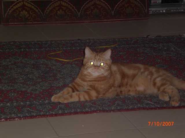 Bali l'Exotic Shorthair -