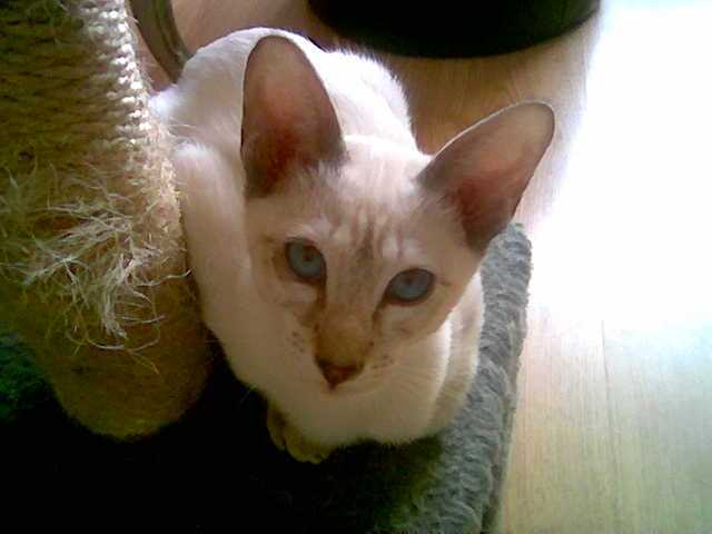 SIAMOIS TABBY CABRI -