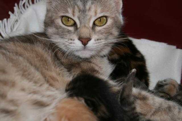 croiséé européenne & persan poils mi-long angora -