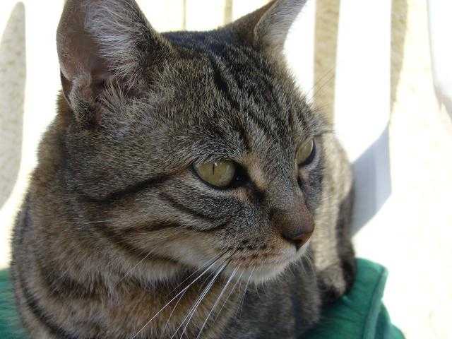 chat de gouttiere - tigrette -