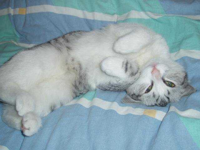 Bounty alias Louloute -