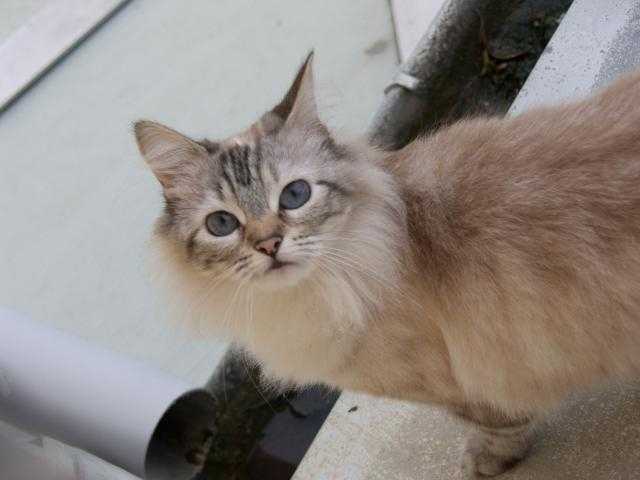 tya race mélangée -