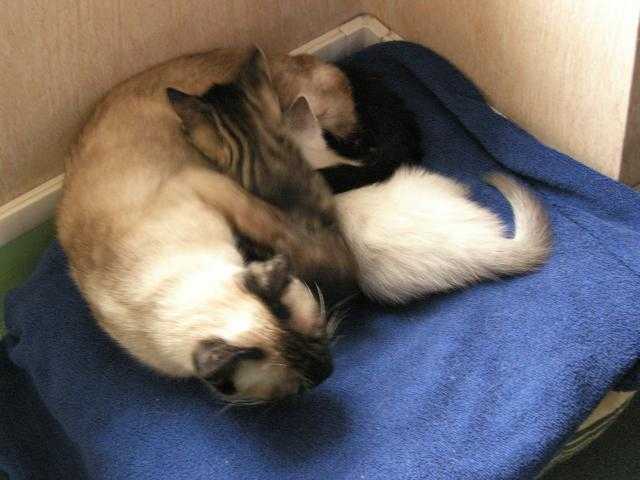 laila et ses bébé -