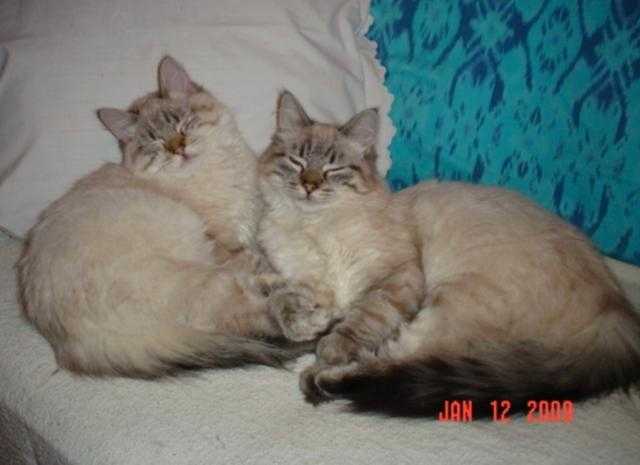 Balinais traditionnels -