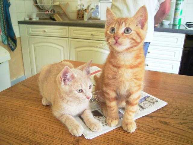 mes 2 bebes taz et yop -