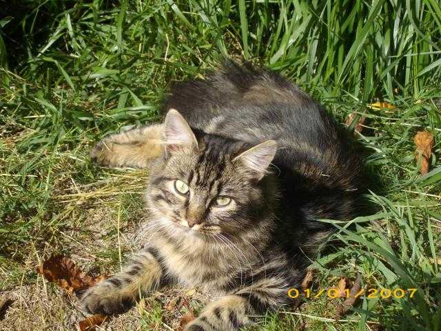 chipeke chat de maison -