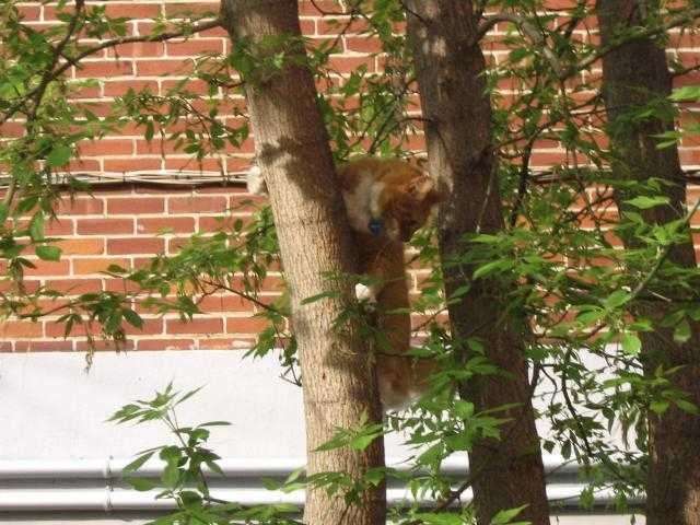 Morris le grimpeur! -