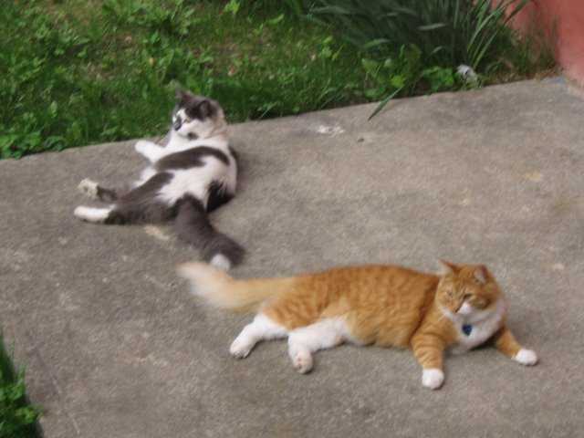 Ti-Coeur et Morris -