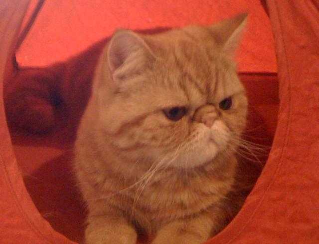 easydoor de catsanders, exotic shorthair -