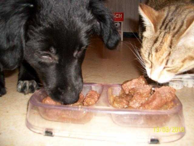 Chien et chat !!! -