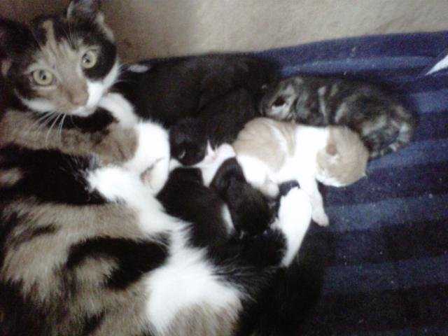 Gripette et les nouveaux nes -