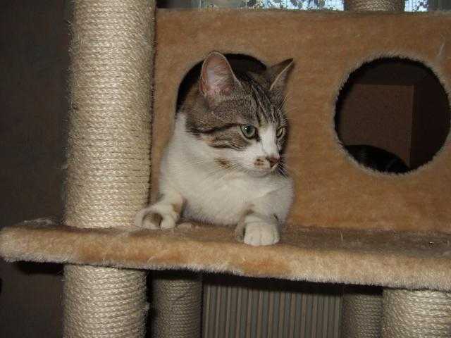 praline, la petite dernière.... -