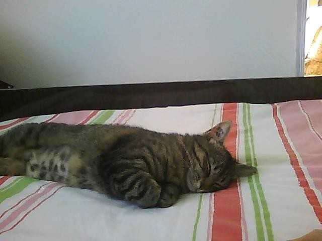 chat de gouttière -