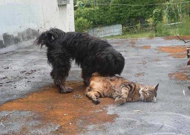 Tim et sa nouvelle amie Dézy... -