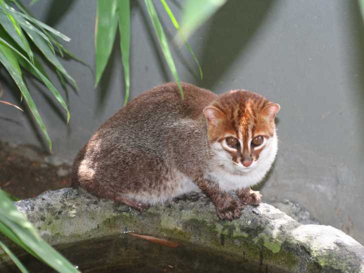 Le Chat à Tête Plate, un chat sauvage à découvrir