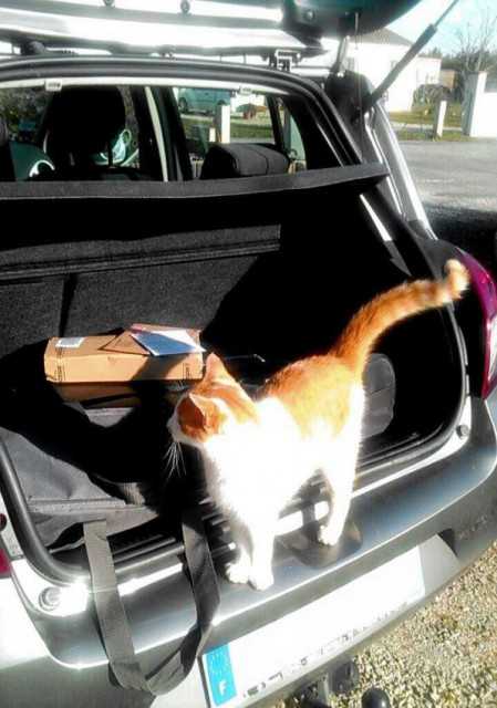 Le chat des voisins qui grimpe dans ma voiture - Mâle (3 ans)