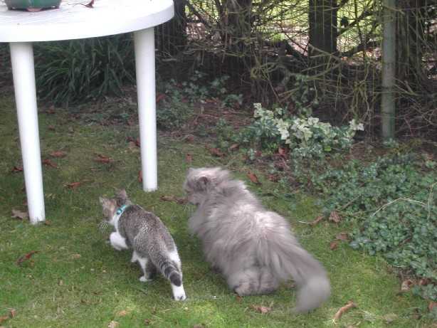 BRITISH SHORTHAIR BROWN TABBY et PERSAN BLEU CREME -