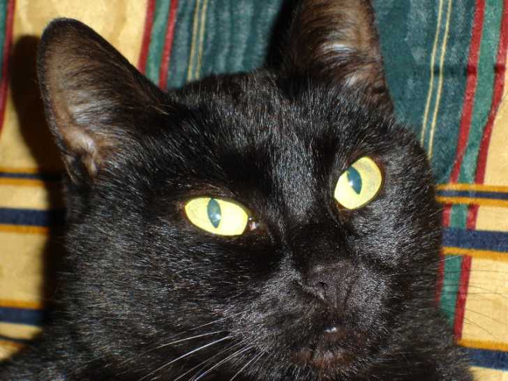 Je sais pas de quel race je suis -