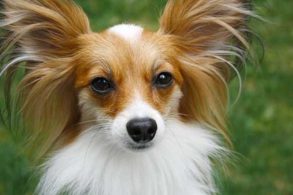 L'Épagneul Nain Papillon avec de grandes oreilles poilues