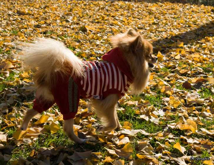 Un Loulou de Poméranie habillé pour affronter l'automne
