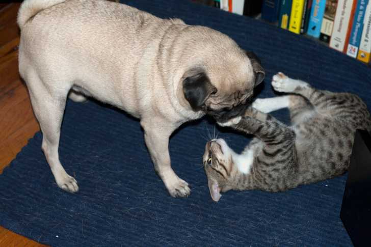 Un Carlin jouant avec un chat tigré