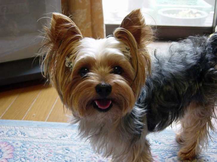 Un Yorkshire Terrier avec de longs poils