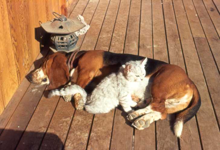 Un Basset Hound couché près d'un petit chat blanc