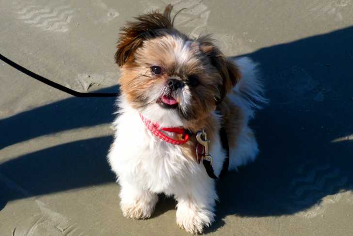 Un Shih Tzu se promenant avec sa maitresse