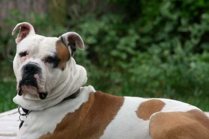 Un Bouledogue Anglais blanc avec des taches rousses