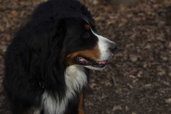 Un Bouvier Bernois dans la forêt
