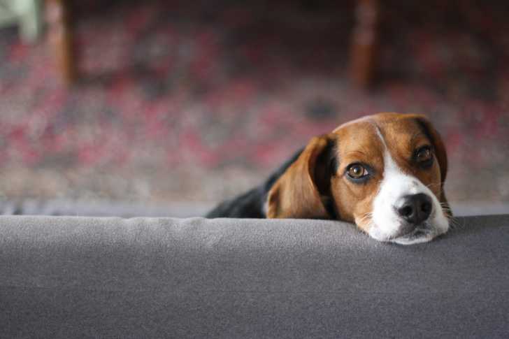 Un Beagle posant sa tête sur le divan
