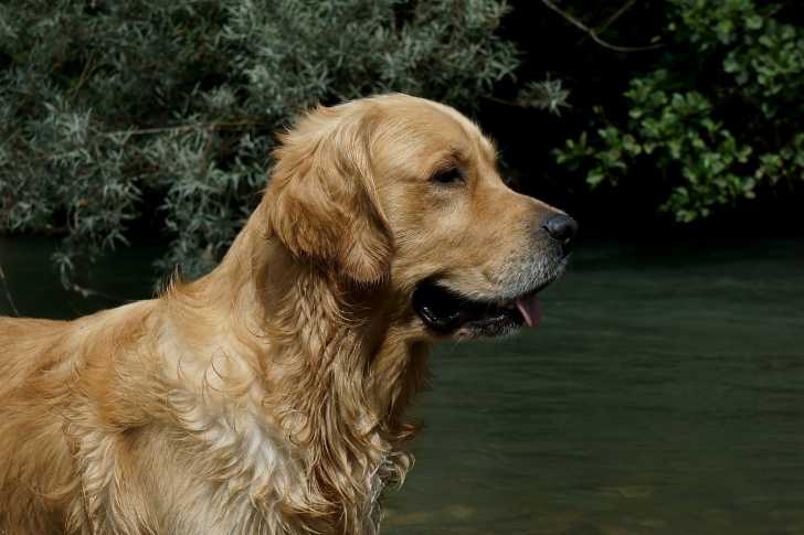 Un Golden Retriever aux bords de la rivière