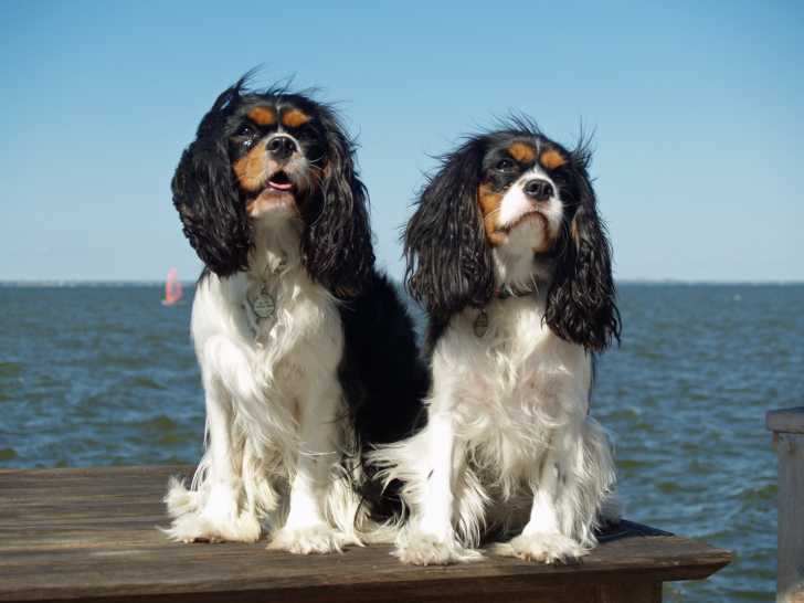 Deux Cavalier King Charles assis sur un ponton