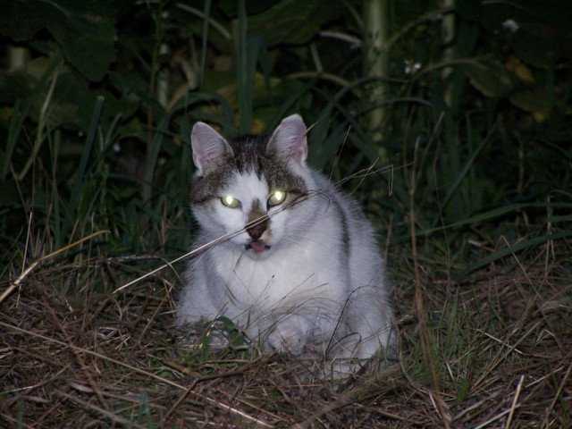 romeo - Mâle (3 mois)